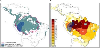 Small Amazonian stingless bees: an opportunity for targeted cocoa pollination